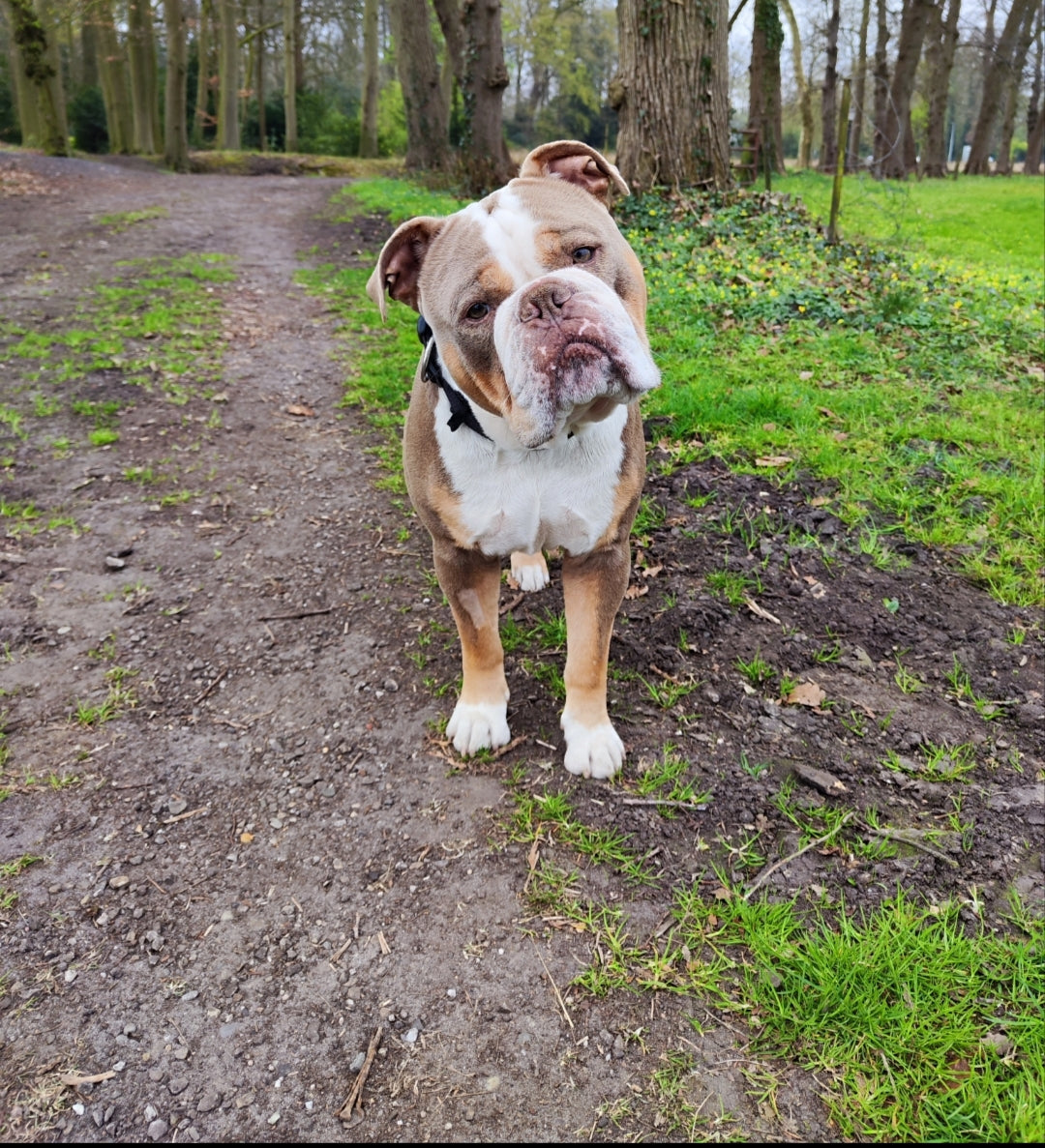 Dierenreading op afstand